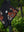 Ex. knit Pochetto