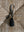 take leather Keychain