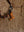 bonnou neck strap